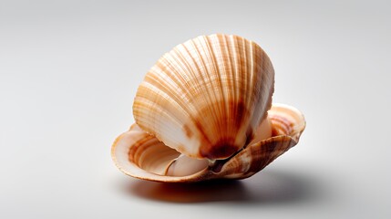 sea shell isolated on white background