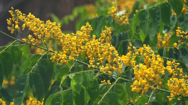 yellow flowers in the garden , padauk flower , Burma padauk in bloom , padauk in bloom honey bees pollinate , thailand