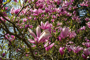 magnolia tree with pink flowers close-up
