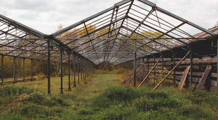 Fototapeta premium old abandoned hothouse 