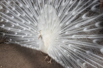 Close-up of beautiful white peacock with feathers out

