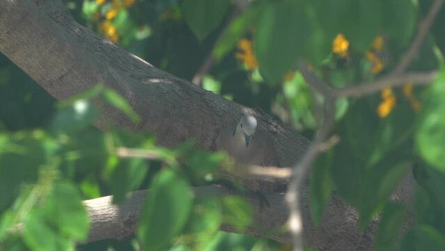 Dove perched on a branch. Dove perched on a branch of a padauk tree.