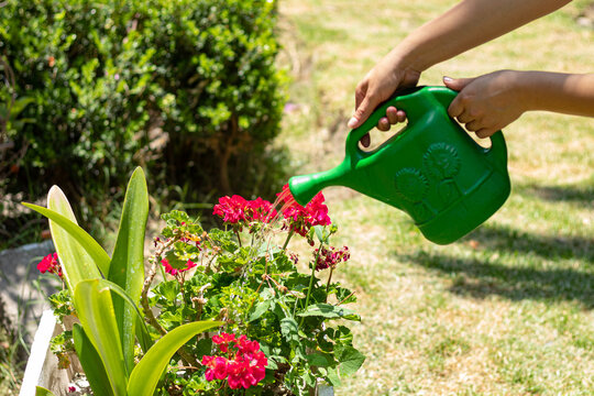escena de persona regando agua a flores rojas.