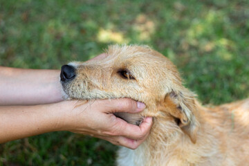 perro recibiendo caricias por una persona.