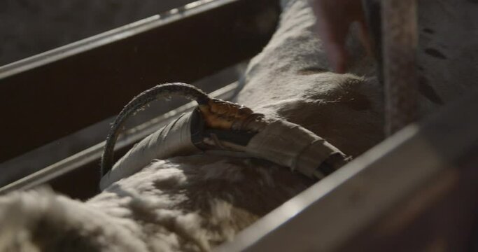 Cowboy hands adjusting the rope around a bull before a rodeo event in Texas.