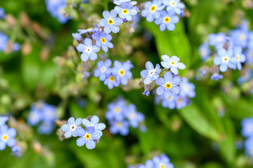 Blue Flowers of Forget-me-not 
