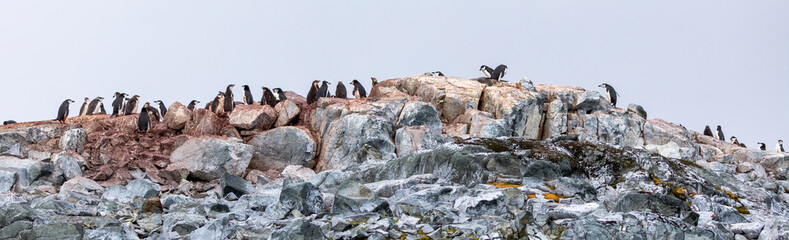 Gentoo Penguins (Pygoscelis) Antarctica with chicks