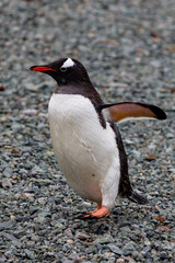 Naklejka premium Gentoo Penguins and chicks in Antarctica