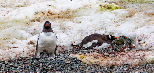 Gentoo Penguins and chicks in Antarctica © Heather