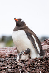 Gentoo Penguins (Pygoscelis) Antarctica with chicks