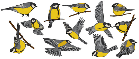 vector drawing birds, great tits, hand drawn songbirds, isolated nature design elements © cat_arch_angel