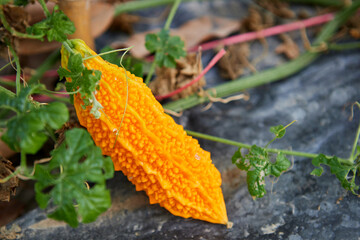 Ripe bitter gourd hanging on the vine