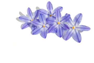Flower arrangement of blue fresh inflorescences of spring Chionodox on a white isolated background.