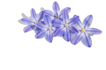 Obraz premium Flower arrangement of blue fresh inflorescences of spring Chionodox on a white isolated background.