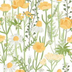 seamless pattern with yellow field flowers, vector drawing wild flowering plants at white background, floral ornament, hand drawn botanical illustration