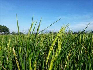 Rice with the scientific name Oryza sativa L. Rice plants in paddy rice fields with blue sky in the background swaying by the wind.