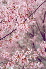 pink cherry blossom