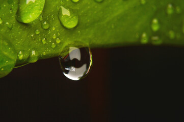 Drops of water on the bright green leaves.Macro photo.Nature spring photography.