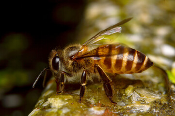 The bees are clinging to the edge of the lotus pond.Macro photo.animal photography.