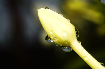 Drops of water on the white flowers that have not yet bloomed.Macro photo.Nature spring photography.