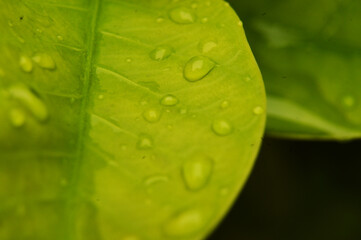 There were several drops of water on the bright green leaves.Macro photo.Nature spring photography.