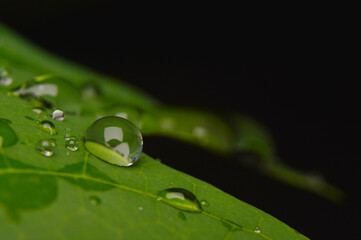 water droplets on bright green leaf.Macro photo.