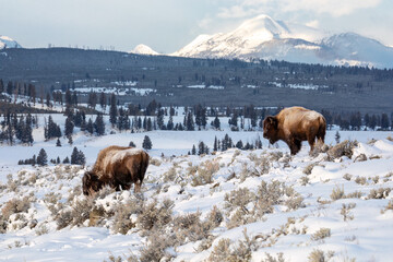 Bison returning the Yellowstone National Park's higher elevations in the spring