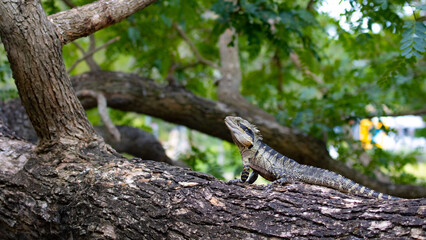 Australian water dragon (Intellagama lesueurii) lies on tree trunk spotted in Saint Lucia Campus (University of Queensland), Brisbane, Queensland, Australia