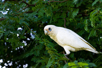 australian parrot little corella (bare-eyed cockatoo) eats seeds from tree up close spotted in Saint Lucia Campus (University of Queensland), Brisbane, Queensland, Australia
