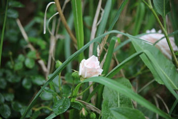 pink and white flowers