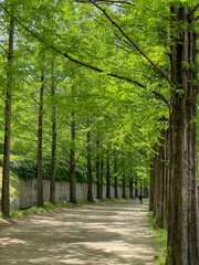 담양 메타쉐콰이어 가로수길