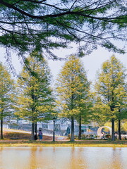 담양 메타쉐콰이어 가로수길