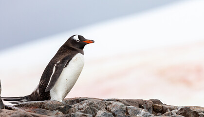Gentoo Penguins and chicks in Antarctica