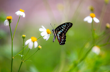 Butterfly on a flower in a meadow in the summer