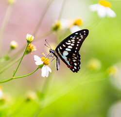 Butterfly on a flower in a meadow in the summer