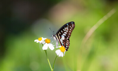Fototapeta na wymiar Butterfly on a flower in a meadow in the summer