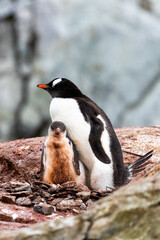 Fototapeta premium Gentoo Penguins and chicks in Antarctica