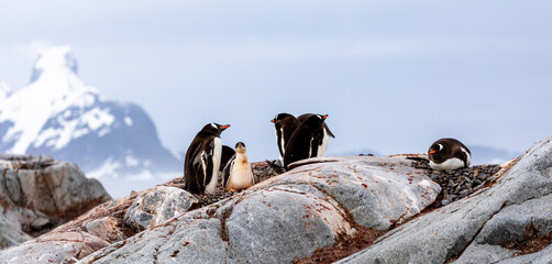 Gentoo Penguins and chicks in Antarctica