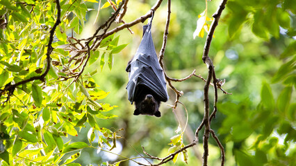 beautiful flying fox bat rests while hanging from a tree branch spotted at St Lucia campus, University of Queensland, Brisbane, Australia Queensland, Australia - obrazy, fototapety, plakaty