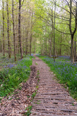 Obraz premium footpath whit bluebells