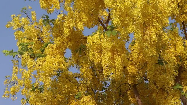 Yellow cassia fistula blooming on golden shower tree branch with breeze and insect flying on blue sky background ,Thailand national flowers