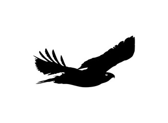 Silhouette of the Flying Bird of Prey, Falcon or Hawk, for Logo, Pictogram, Website, Art Illustration, or Graphic Design Element. Vector Illustration 