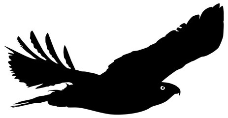 Silhouette of the Flying Bird of Prey, Falcon or Hawk, for Logo, Pictogram, Website, Art Illustration, or Graphic Design Element. Format PNG