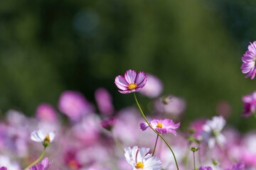 グリーンバックに咲く満開のピンクのグラデーションのコスモス