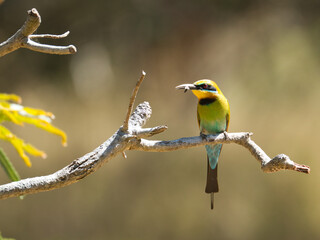 Rainbow Bee Eater