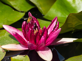 pink water lily with Bee