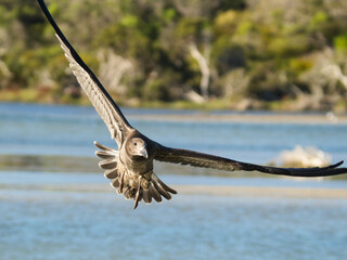 Bird in flight