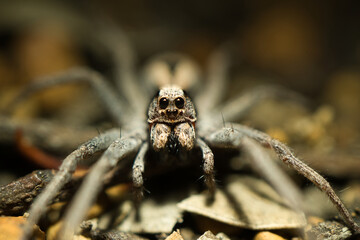 spider on the ground