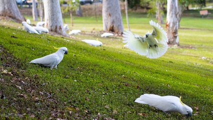 A group of adorable sulphur-crested cockatoos feeding on the grass in Norman Buchan Park, Bardon in...