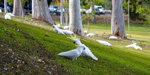 A group of adorable sulphur-crested cockatoos feeding on the grass in Norman Buchan Park, Bardon in Brisbane, Queensland, Australia © Lens Down Under